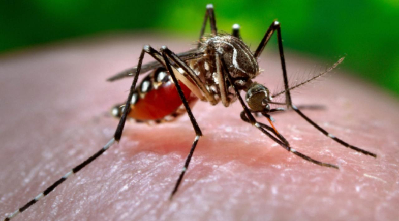 Prefeitura de Cristino Castro alerta população sobre prevenção da dengue