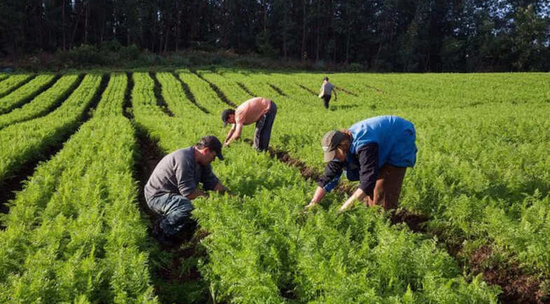 Prefeitura de Lagoa do Barro abre Chamada Pública para aquisição de alimentos da agricultura familiar