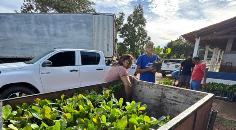 Prefeitura inicia distribuição de 12 mil mudas de caju para agricultores de Uruçuí