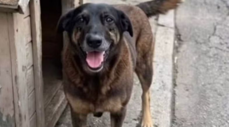 Cachorro Orelha | Reprodução/Redes Sociais