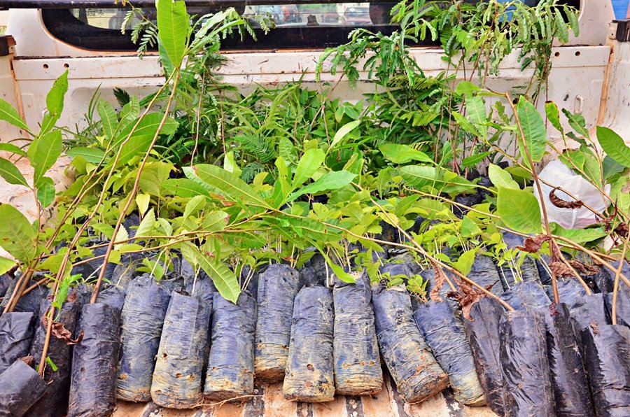 Prefeitura de Santo Antônio de Lisboa realiza ação de preservação ambiental e recuperação de áreas degradadas - Imagem 1