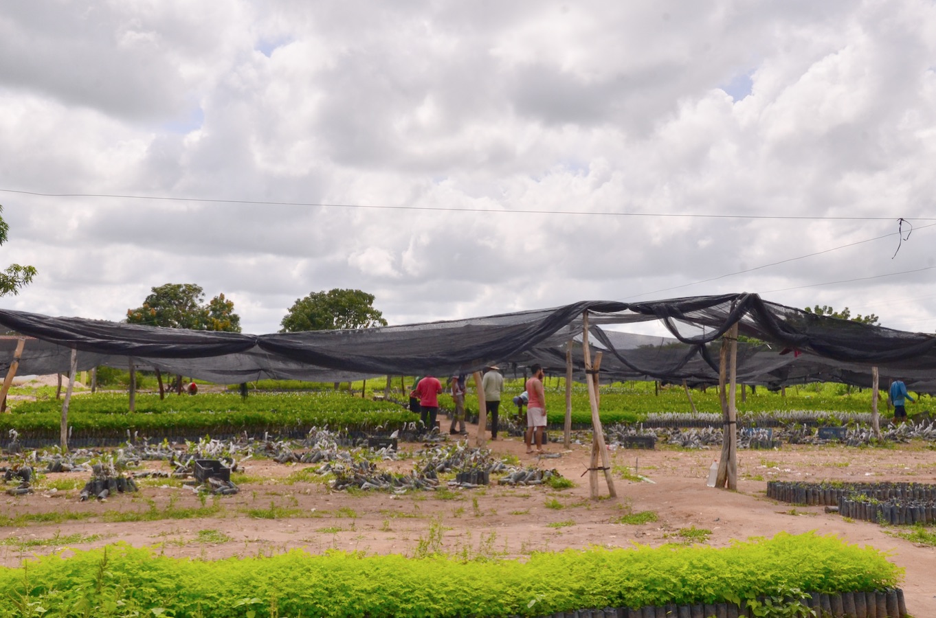Prefeitura de Santo Antônio de Lisboa inicia distribuição de 28 mil mudas de caju e fortalece agricultura familiar - Imagem 3