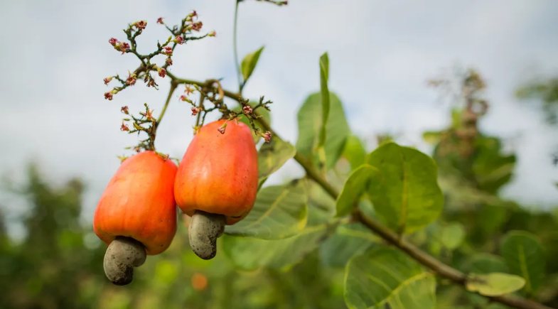 São José recebe 3.000 mudas de caju para fortalecimento da agricultura familiar