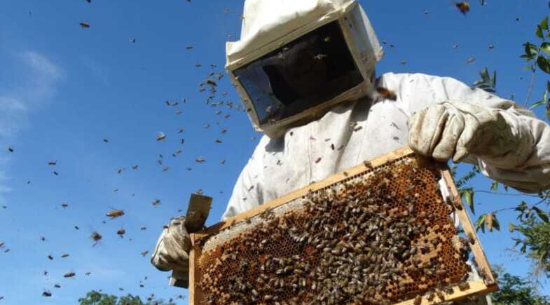 Queimada Nova realiza entrega de colmeias e fortalece a apicultura local