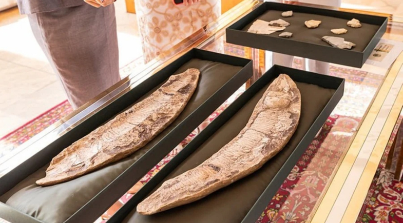 Fósseis, originários da Bacia do Araripe, na divisa dos estados do Ceará, de Pernambuco e do Piauí. | Reprodução/ Leobark Rodrigues/MPF