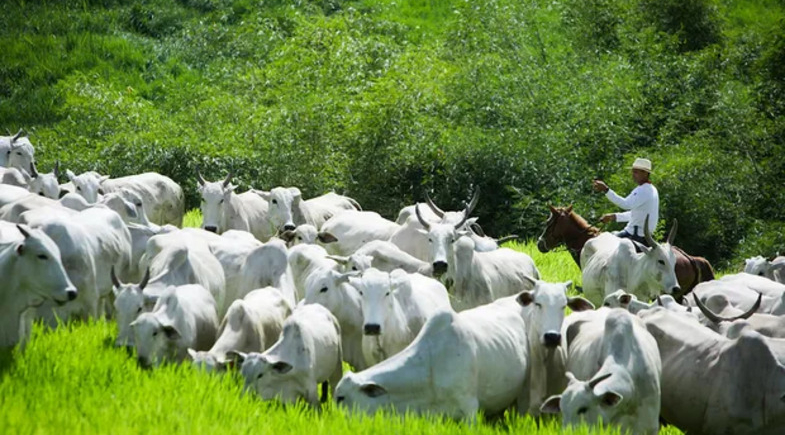 Prefeitura de Queimada Nova apresenta nova identidade visual da XIV Caprinova