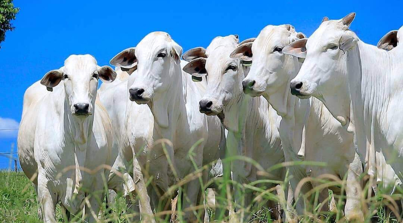 Prefeitura de Parnaguá realiza inscrições para a segunda etapa do Programa Piauí Mais Genética