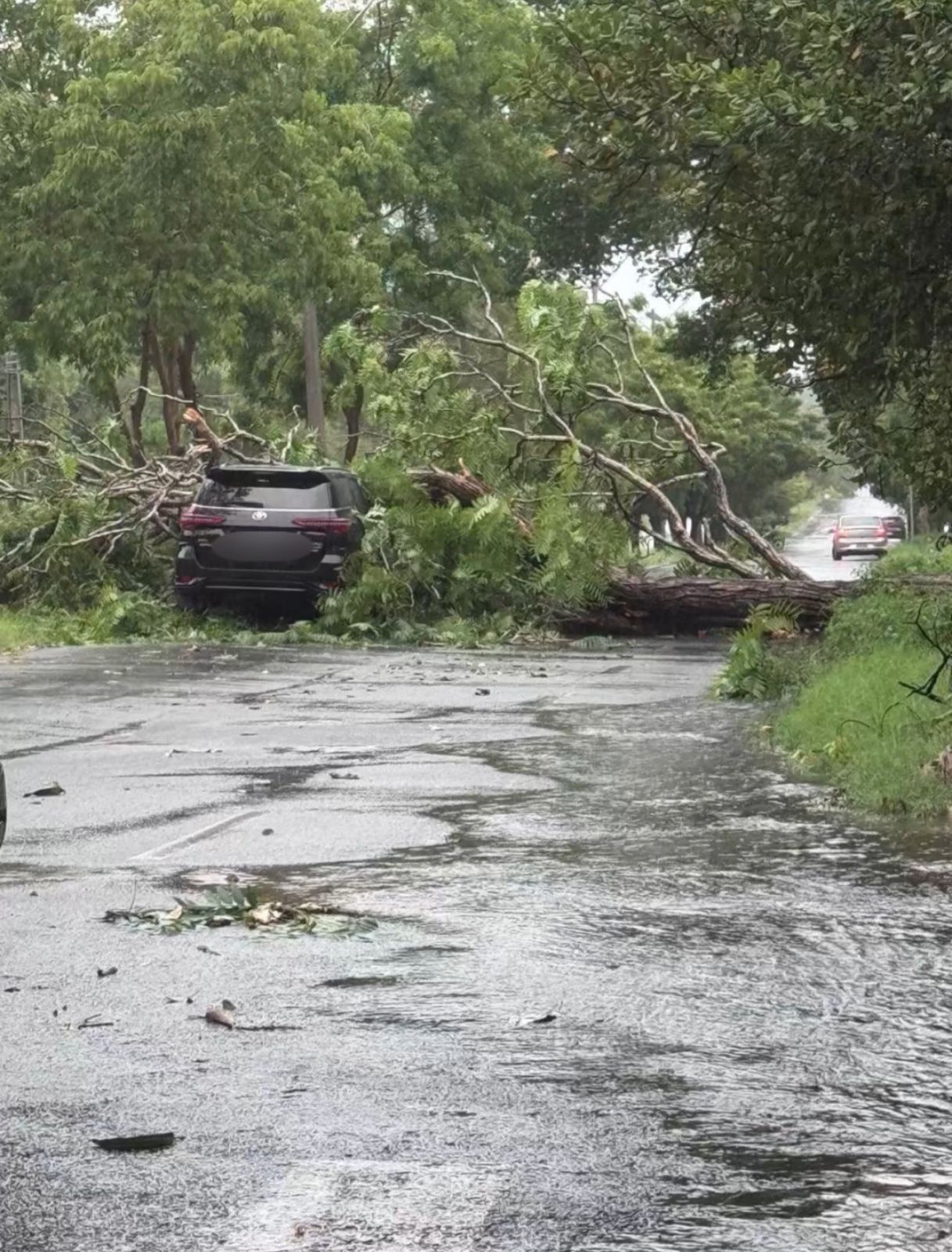 Temporal causa queda de árvore em cima de carro na zona leste de Teresina - Imagem 1