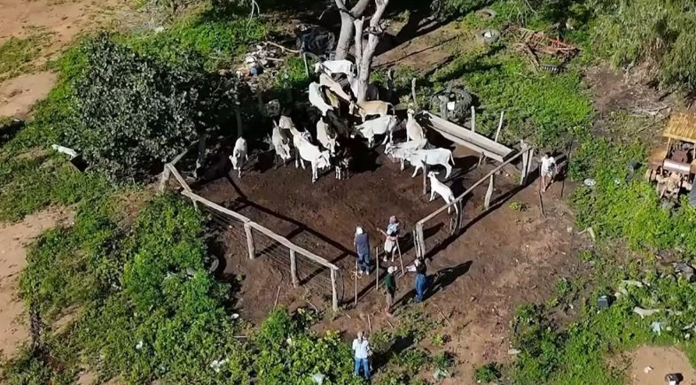 Prefeitura de Baixa Grande do Ribeiro realiza vacinação contra brucelose em rebanhos do município