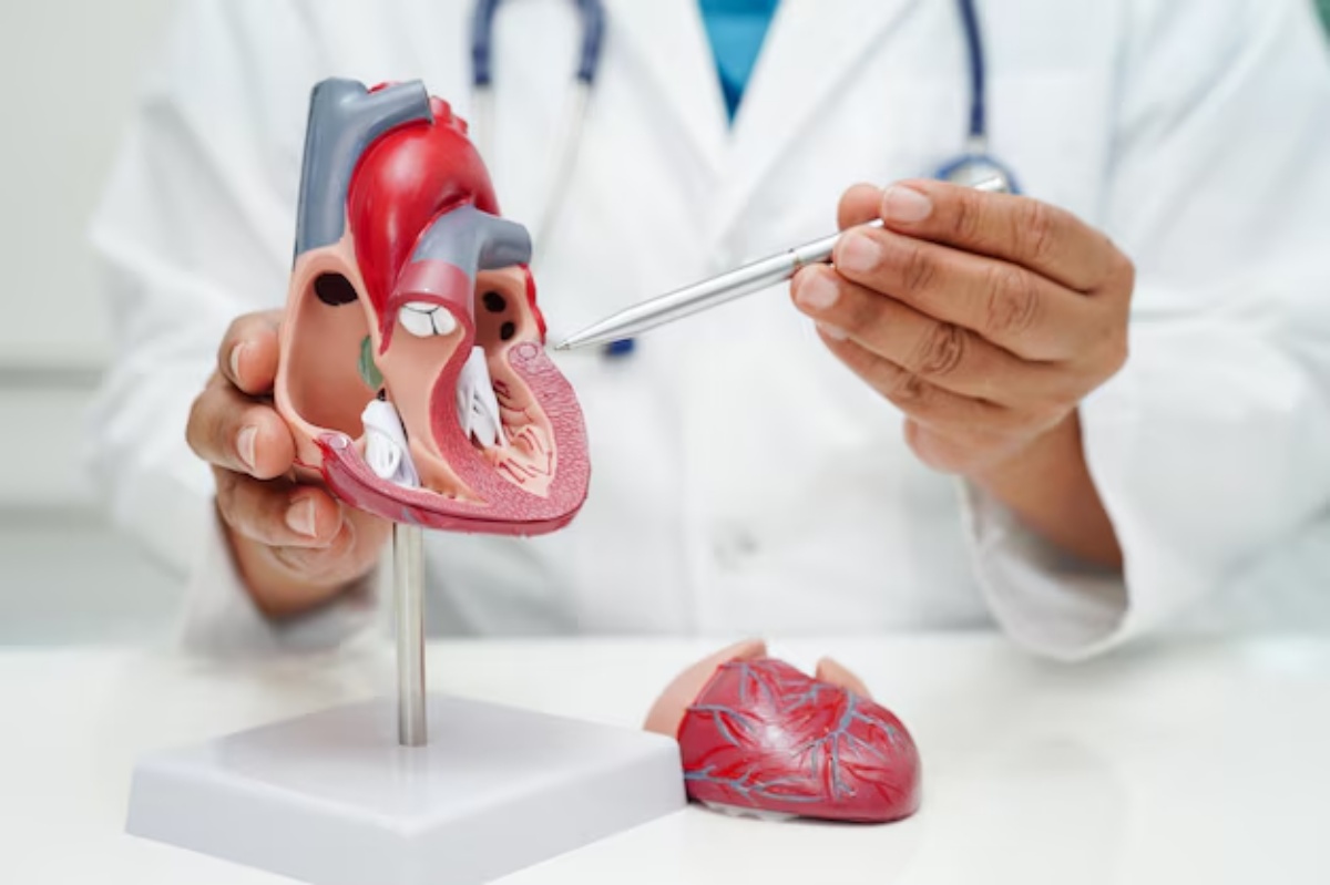 Sistema cardiovasculares (Foto: Reprodução/ Freepik)