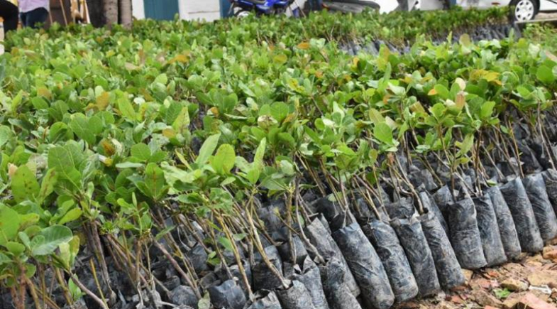 Prefeitura de Luís Correia recebe mudas de caju para incentivo à produção agrícola