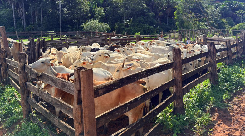 Prefeitura de Ribeiro Gonçalves inicia ações do Programa Piauí + Genética no Povoado Vão do Nego