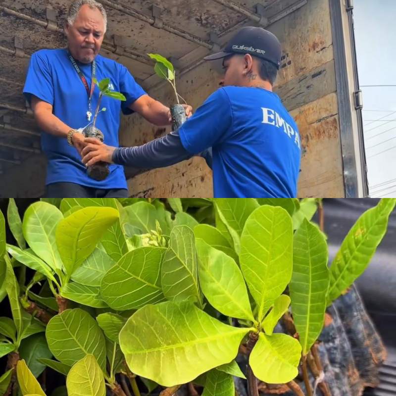 Mudas de caju anão destinadas a produtores rurais de Parnaíba - Divulgação/ASCOM