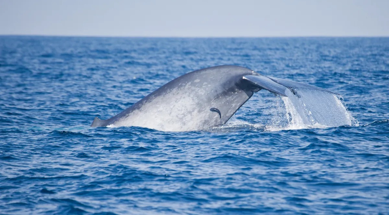 Baleia-azul: o maior animal do mundo e sua grandiosidade | Reprodução