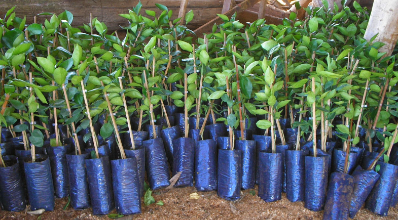 Prefeitura de Nazária realiza entrega de mudas frutíferas e fortalece ações ambientais