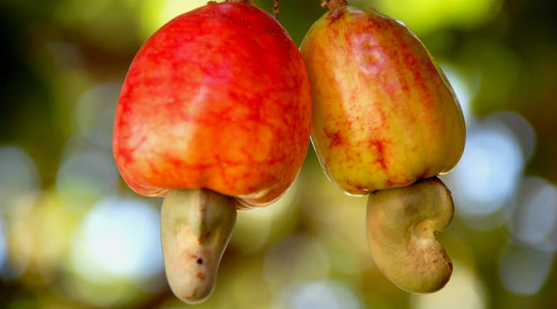 1º Dia de Campo da Cajucultura fortalece produção rural em Santo Antônio de Lisboa