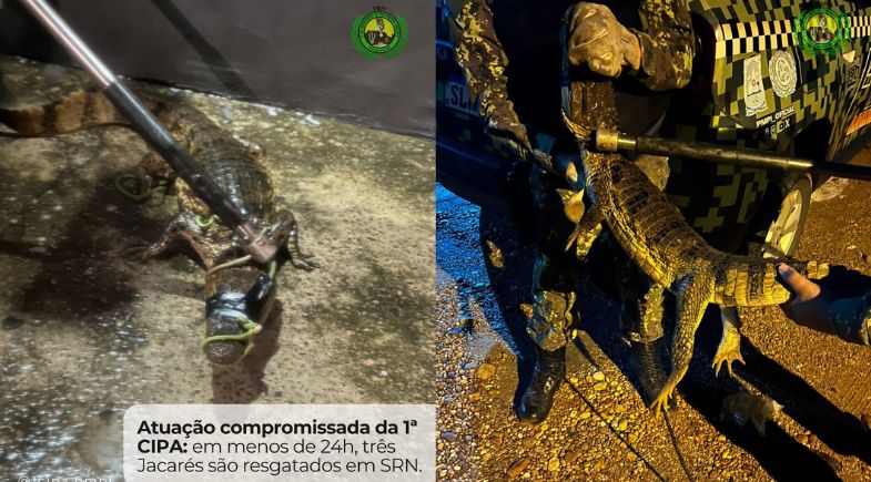 Jacarés são resgatados na zona urbana de São Raimundo Nonato | 1ª Companhia Independente de Policiamento Ambiental (1ª CIPA)
