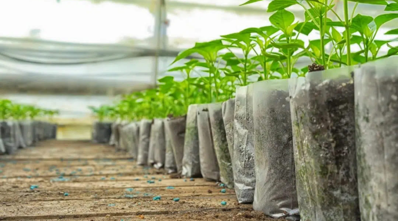 Monsenhor Gil realiza segunda etapa do projeto Meu Quintal Produtivo