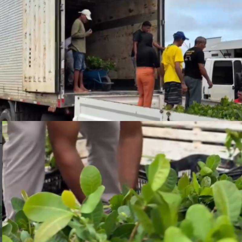 Entrega de mudas de caju para agricultores familiares - Foto: Prefeitura de Campo Largo