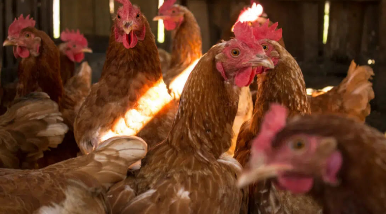 Água Branca oferece curso de capacitação para produtores rurais do município