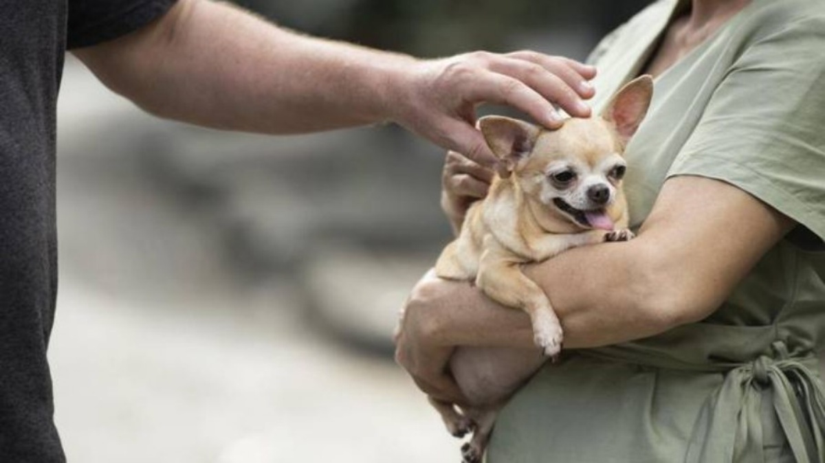 Cuidados com pets (Foto: Reprodução/ Freepik)
