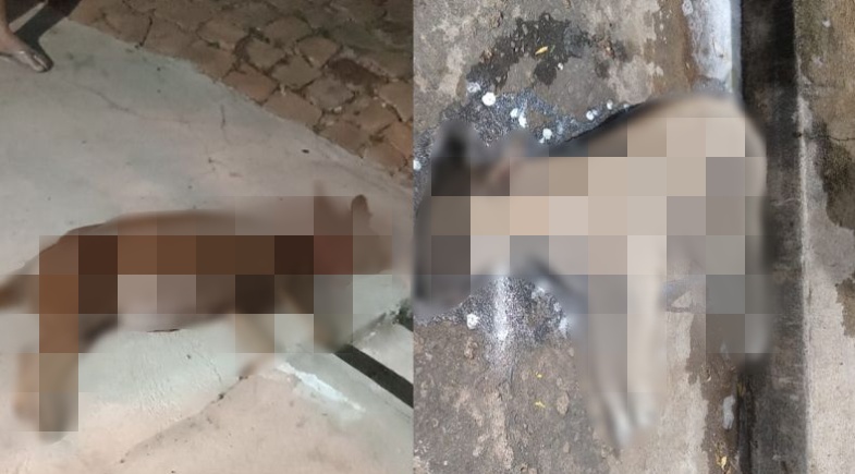 Animais mortos em Santa Cruz do Piauí | FOTO: Reprodução