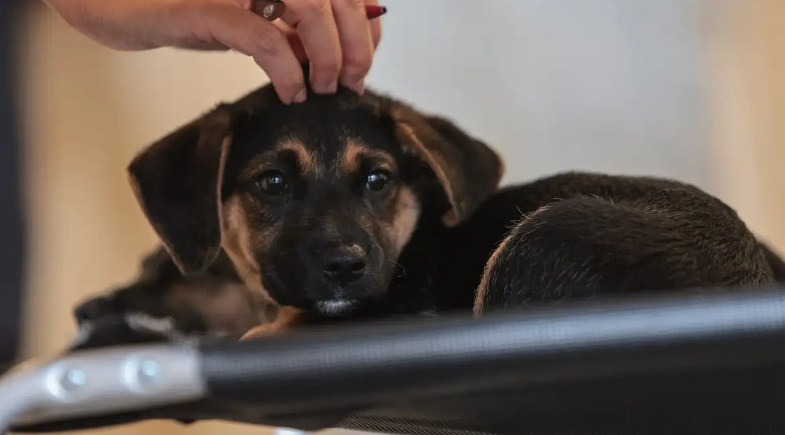 Lei define guarda compartilhada de animal de estimação | Paulo Pinto/Agência Brasil