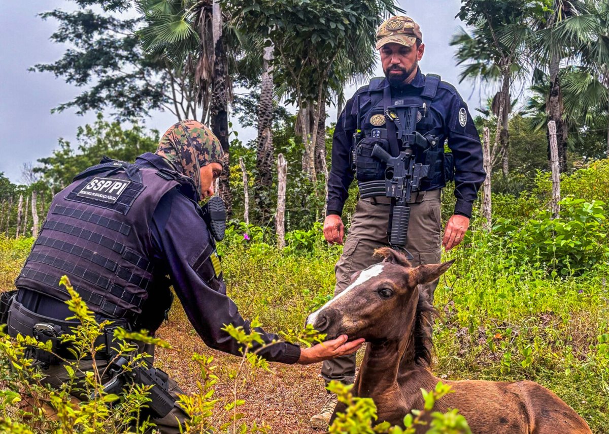 Foto: Divulgação/SSP