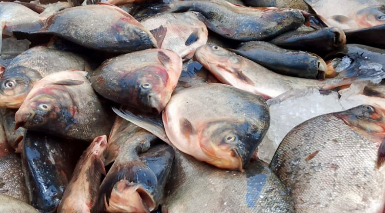 Semana Santa: Prefeitura de Hugo Napoleão distribui cerca de quatro toneladas de peixe à população