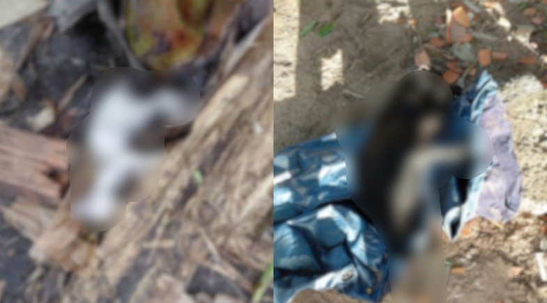 Animais encontrados em Parnaíba - Foto: Reprodução