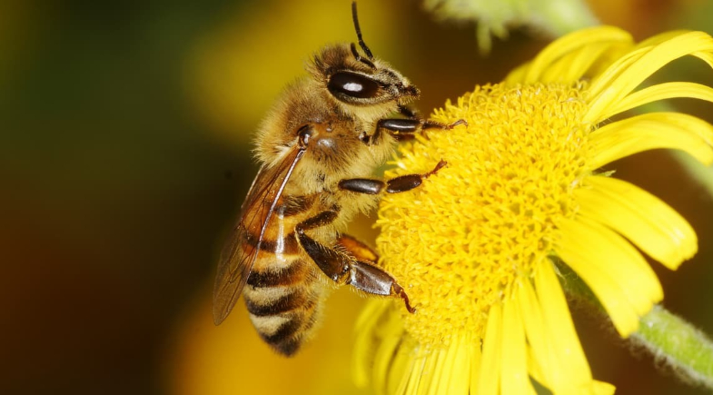 Prefeitura de Cristino Castro abre inscrições para curso de Seleção e Produção de Abelha Rainha
