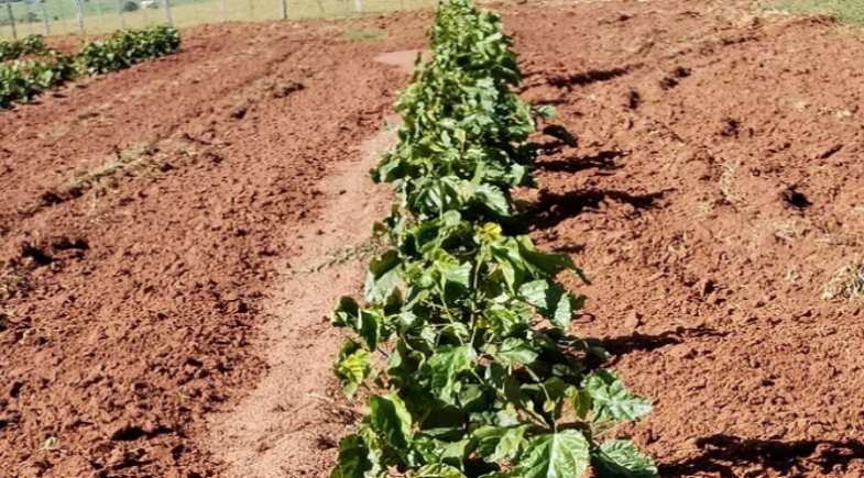 Cultivo de urucum impulsiona agricultura familiar em Manoel Emídio