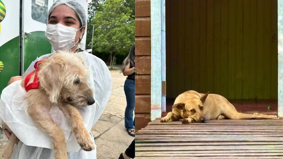 Cães que estavam em situação de maus-tratos que foram resgatados | Foto: Reprodução