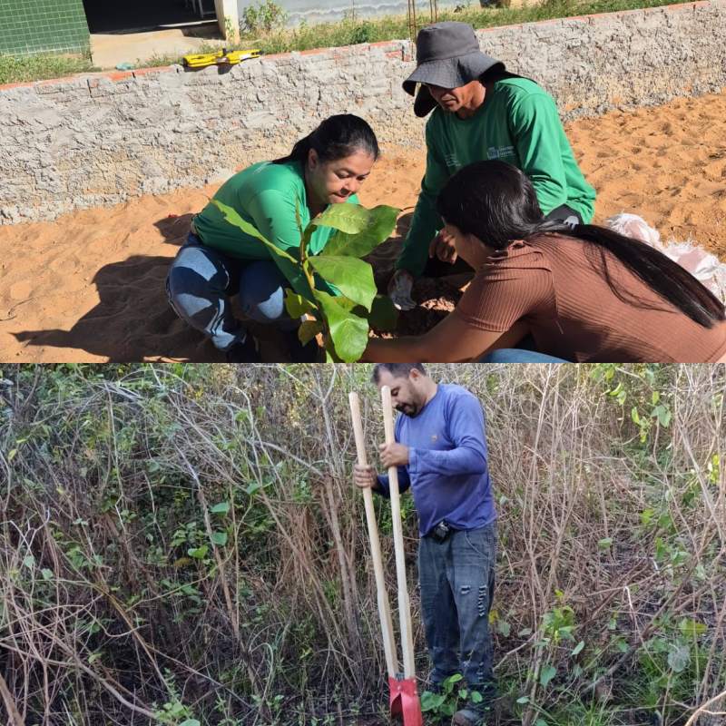 Projeto “Arboriza Cristino Castro” fortalece preservação ambiental  - Divulgação/ASCOMProjeto “Arboriza Cristino Castro” fortalece preservação ambiental  - Divulgação/ASCOM