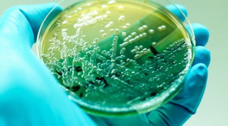Pseudomonas Aeruginosa: Infecção e Tratamento | Reprodução