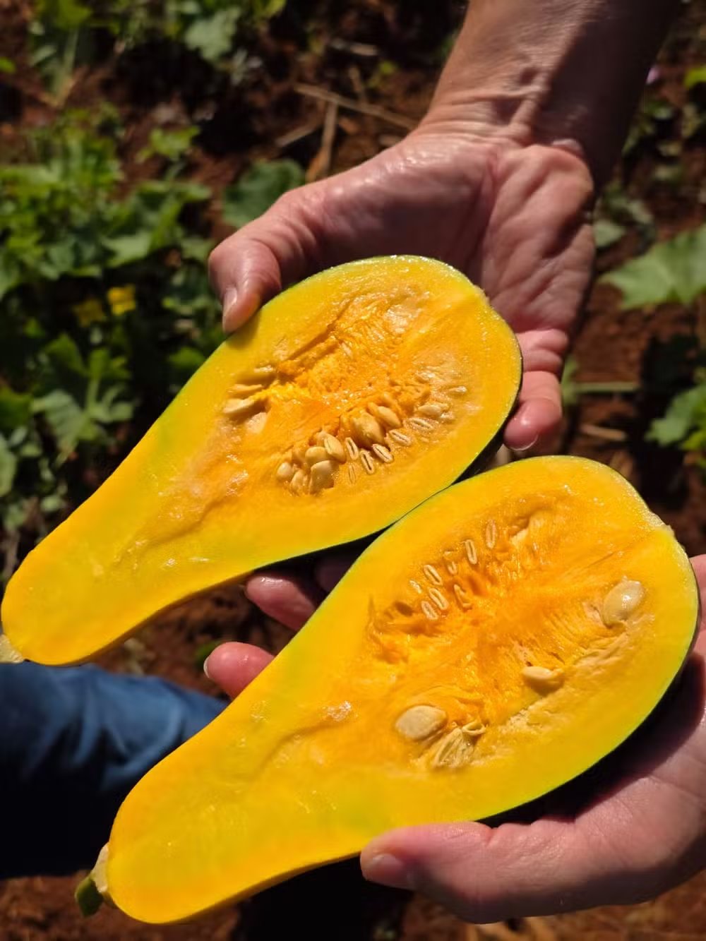Abóbora BRS Brasileirinha pode ser consumida como conserva, abobrinha verde ou abóbora seca. — Foto: Paula Rodrigues/Embrapa