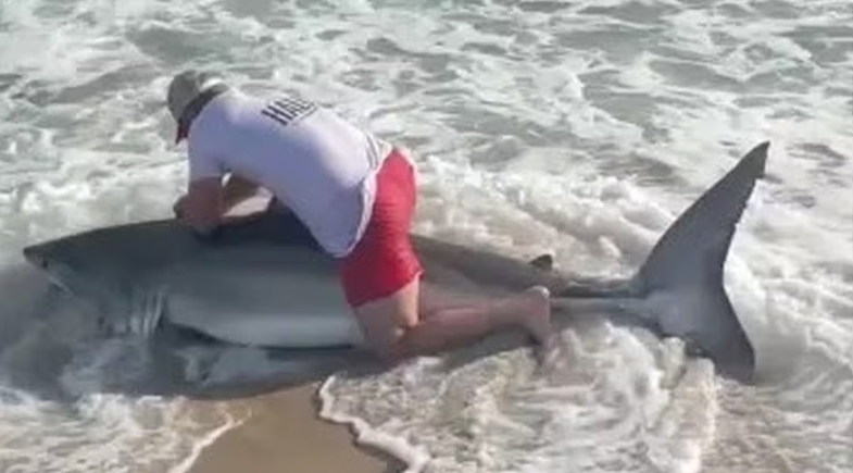 Pescador captura tubarão-branco de mais de 2m, e vídeo mostra retirada de anzol
