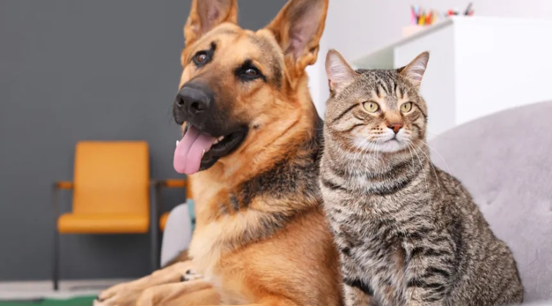 Canto do Buriti realizará a V Feira de Adoção de Cães e Gatos no dia 21 de julho