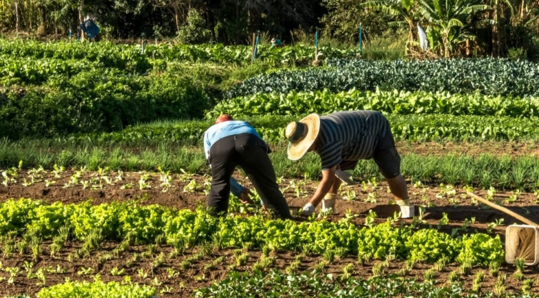 Nazária é selecionada entre os 18 municípios do Piauí para avançar no Programa de Aquisição de Alimentos