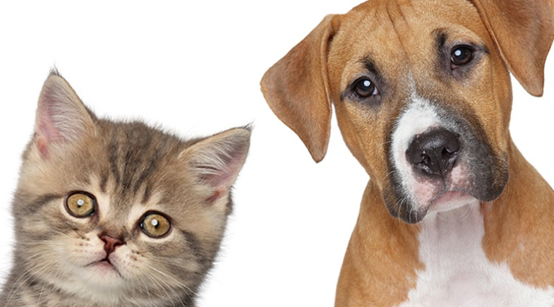 Santo Antônio de Lisboa promove campanha de castração de cães e gatos