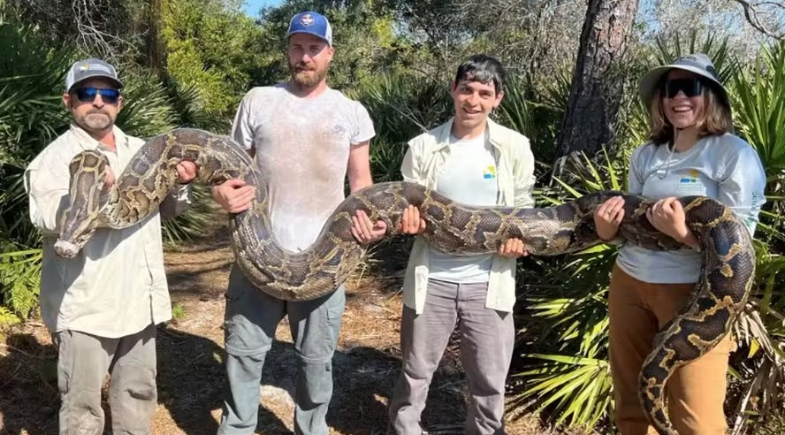 Concurso oferece mais de R$ 50 mil para o caçador que matar mais cobras invasoras