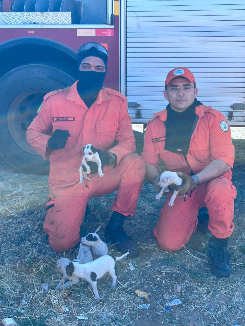 Filhotes de cachorro resgatados em Oeiras | FOTO: Corpo de Bombeiros
