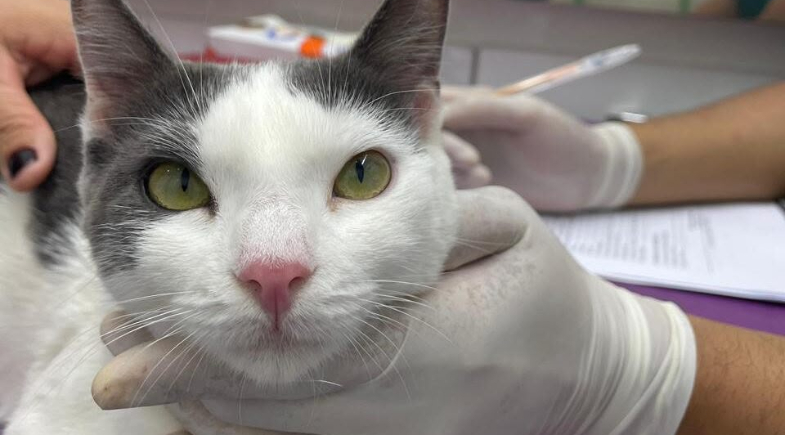 Rafael quer ampliar atendimento gratuito e castração de cães e gatos | Divulgação/Ascom