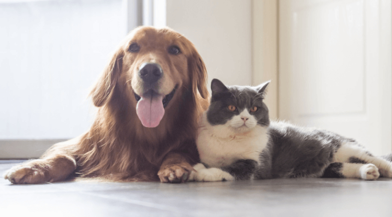 São José do Piauí realiza vacinação antirrábica para cães e gatos no povoado Atalho