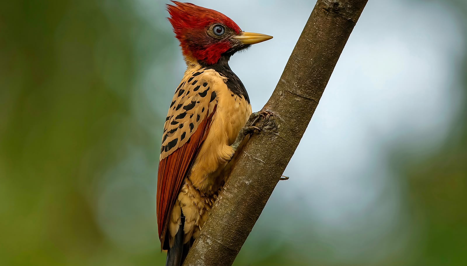 Sociedade Brasileira Socioambiental + Vida