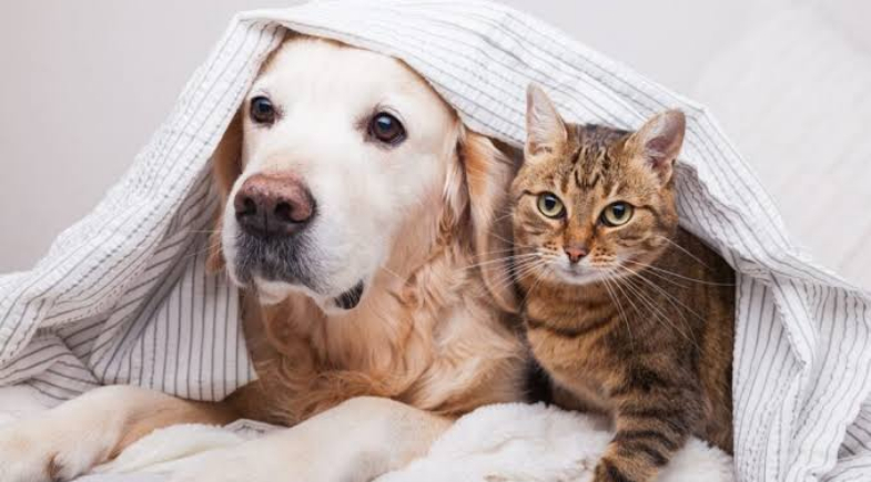 Pimenteiras realiza Campanha de Vacinação Antirrábica para cães e gatos neste sábado (26)