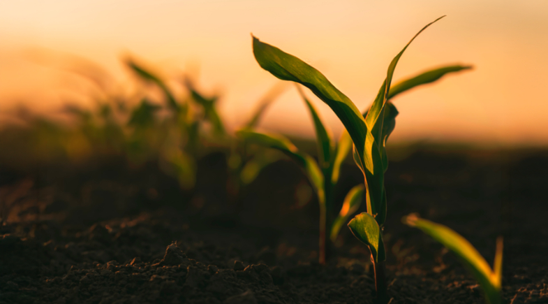 Atenção, agricultores: Inscrições do Garantia-Safra 2026/2027 foram progrrogadas até esta sexta-feira (25)