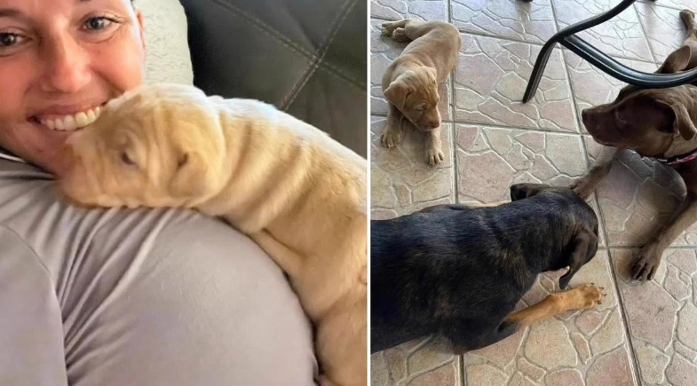 Mulher flagrada pelo marido 'fazendo sexo' com cão da família é retirada de casa; fotos