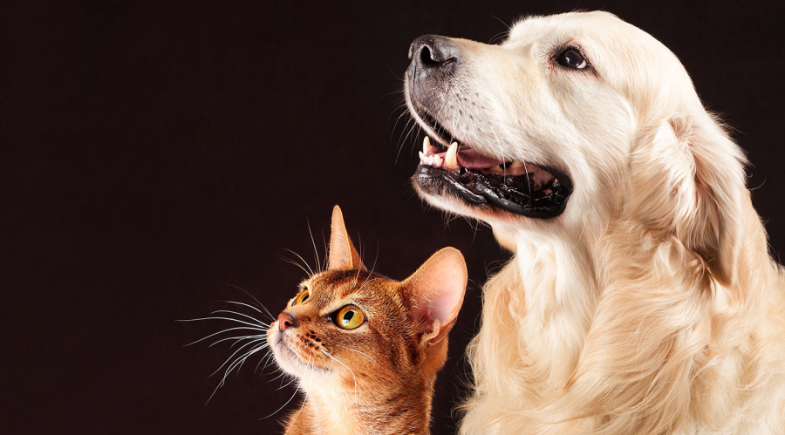 Água Branca realiza campanha de vacinação antirrábica para cães e gatos